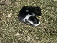 Jim, a male Cocker Spaniel and Miniature Australian Shepherd for sale in Athens, WI – 5 of 5