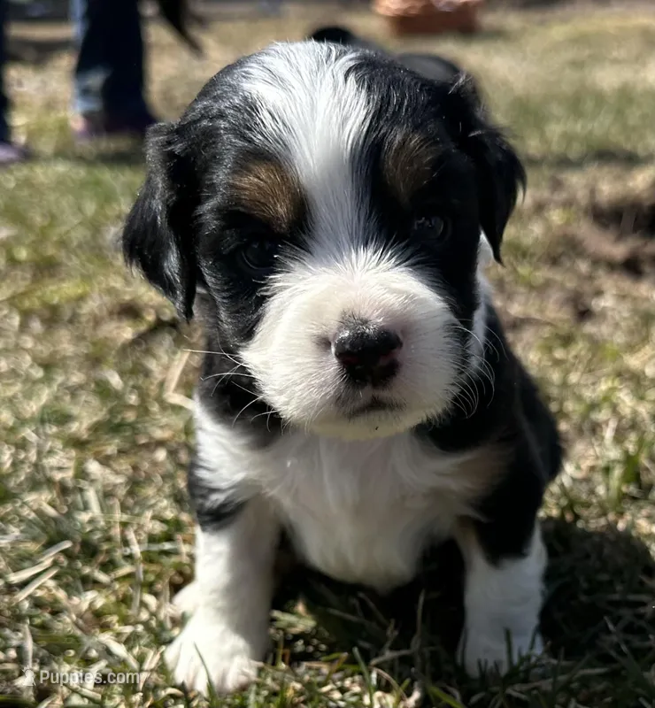 Jim – Cocker Spaniel, Miniature Australian Shepherd puppy for sale in Athens, WI