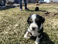 Jim, a male Cocker Spaniel and Miniature Australian Shepherd for sale in Athens, WI – 4 of 5