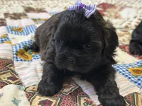 Sugar, a female Shihpoo for sale in Athens, WI – Photo 5 of 10