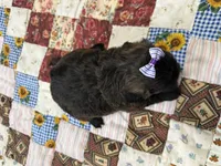 Sugar, a female Shihpoo for sale in Athens, WI – Photo 10 of 10