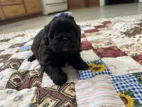 Sugar, a female Shihpoo for sale in Athens, WI – Photo 2 of 10