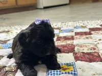 Sugar, a female Shihpoo for sale in Athens, WI – Photo 7 of 10
