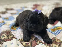 Sugar, a female Shihpoo for sale in Athens, WI – Photo 9 of 10