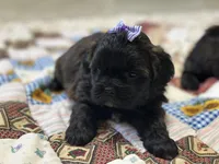 Sugar, a female Shihpoo for sale in Athens, WI – Photo 1 of 10