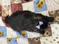 Sugar, a female Shihpoo for sale in Athens, WI – Photo 6 of 10