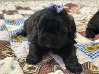 Sugar, a female Shihpoo for sale in Athens, WI – Photo 8 of 10
