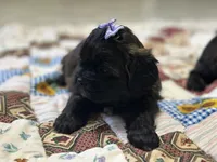 Sugar, a female Shihpoo for sale in Athens, WI – Photo 4 of 10