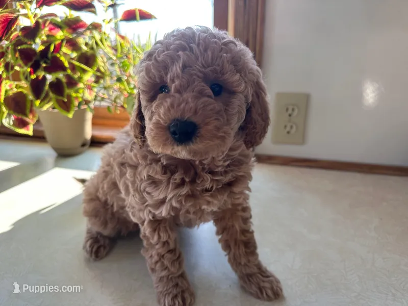 Mitch – Miniature Goldendoodle puppy for sale in Athens, WI