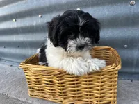Theresa, a female Bichon Frise and Shih Tzu for sale in Athens, WI – Photo 3 of 7
