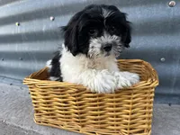 Theresa, a female Bichon Frise and Shih Tzu for sale in Athens, WI – Photo 4 of 7