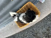 Theresa, a female Bichon Frise and Shih Tzu for sale in Athens, WI – Photo 6 of 7