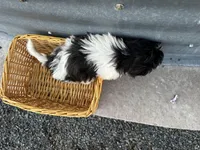 Theresa, a female Bichon Frise and Shih Tzu for sale in Athens, WI – Photo 7 of 7