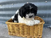 Theresa, a female Bichon Frise and Shih Tzu for sale in Athens, WI – Photo 2 of 7