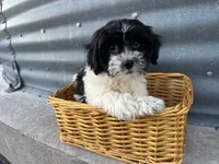 Theresa, a female Bichon Frise and Shih Tzu for sale in Athens, WI – Photo 1 of 7