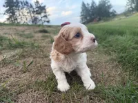 Annie, a female Cavapoo for sale in Athens, WI – 7 of 10