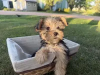 Woody, a male Morkie for sale in Athens, WI – 9 of 10