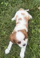 Lewis, a male Cavalier King Charles Spaniel for sale in Athens, WI – 6 of 10