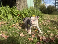 Priscilla, a female Boston Terrier for sale in Athens, WI – 10 of 10