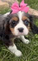 Laken, a female Cavalier King Charles Spaniel for sale in Athens, WI – 6 of 10