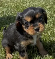 AKC Dora, a female Cavalier King Charles Spaniel for sale in Athens, WI – 6 of 10