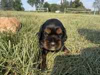 Hanna, a female Cocker Spaniel for sale in Athens, WI – 4 of 6