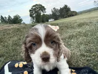 AKC Matt, a male Cocker Spaniel for sale in Athens, WI – 9 of 10