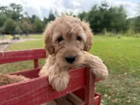 Cloudy , a female Miniature Goldendoodle for sale in Athens, WI – 8 of 10