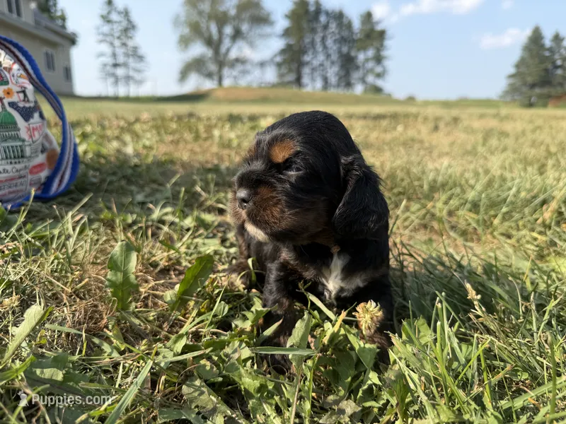 Hanna – Cocker Spaniel puppy for sale in Athens, WI