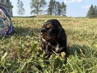 Hanna, a female Cocker Spaniel for sale in Athens, WI – 1 of 6