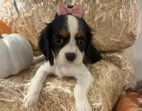 Callie, a female Cavalier King Charles Spaniel for sale in Athens, WI – 4 of 10
