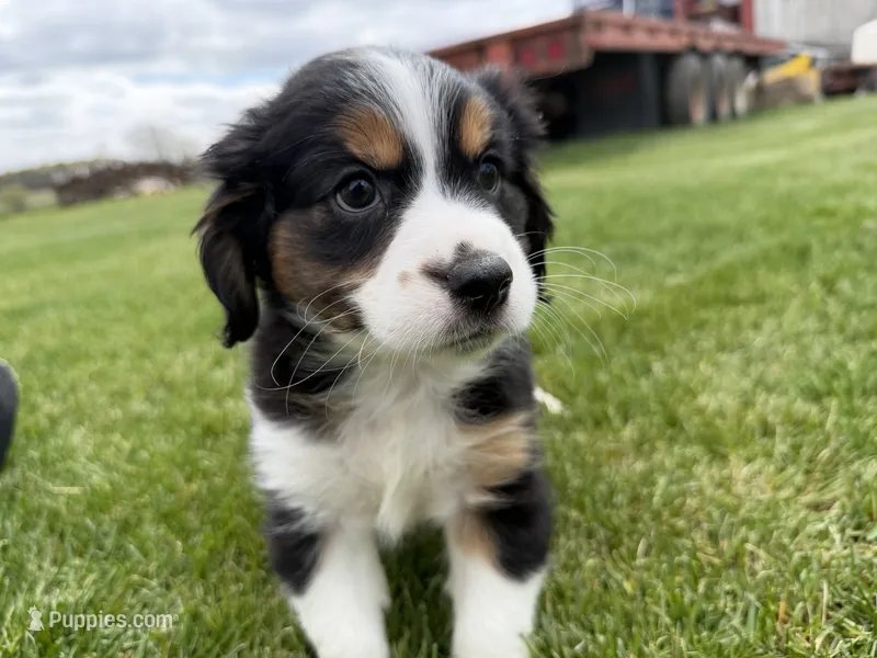 Jim – Cocker Spaniel, Miniature Australian Shepherd puppy for sale in Athens, WI