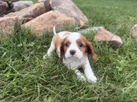 Logan, a male Cavalier King Charles Spaniel for sale in Athens, WI – 5 of 10