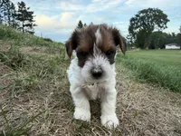 Trevor, a male Yorkshire Terrier for sale in Athens, WI – 3 of 10
