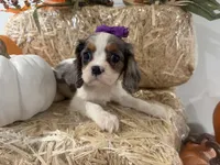 Cece, a female Cavalier King Charles Spaniel for sale in Athens, WI – 10 of 10