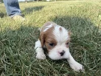 AKC Donovan, a male Cavalier King Charles Spaniel for sale in Athens, WI – 1 of 7