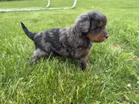 Dewey, a male Miniature Bernedoodle for sale in Athens, WI – 8 of 10