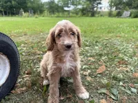Carly, a female Miniature Goldendoodle for sale in Athens, WI – 8 of 10