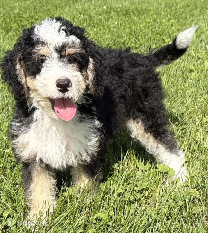 Louie – Miniature Bernedoodle puppy for sale in Athens, WI