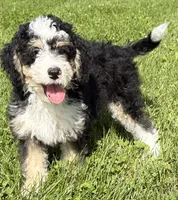 Louie, a male Miniature Bernedoodle for sale in Athens, WI – 1 of 10