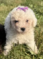 Eve, a female Poodle - Toy  for sale in Athens, WI – 2 of 10