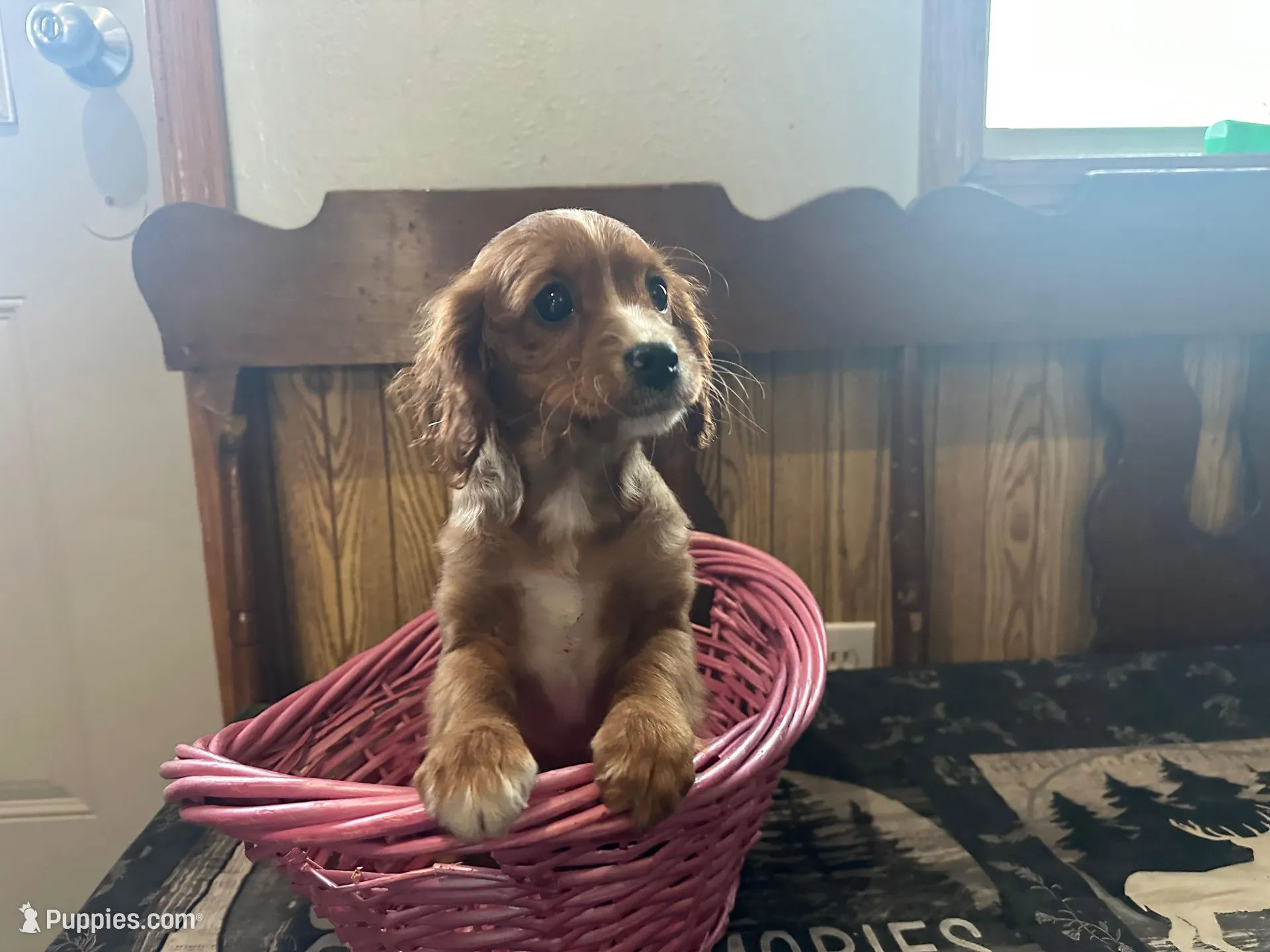 Bambie – Cavapoo puppy for sale in Athens, WI
