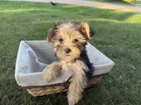 Woody, a male Morkie for sale in Athens, WI – 2 of 10