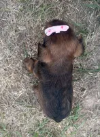 Tiffany, a female Yorkshire Terrier for sale in Athens, WI – 6 of 10