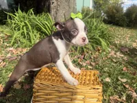 Penny, a female Boston Terrier for sale in Athens, WI – 5 of 10