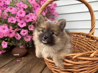 Tiffany, a female Pomeranian for sale in Athens, WI – 1 of 10