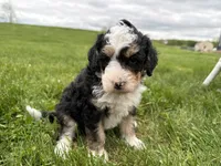 Louie, a male Miniature Bernedoodle for sale in Athens, WI – 2 of 10