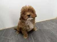 Ron, a male Cavapoo for sale in Athens, WI – 3 of 7