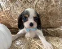 Carter, a male Cavalier King Charles Spaniel for sale in Athens, WI – 8 of 10