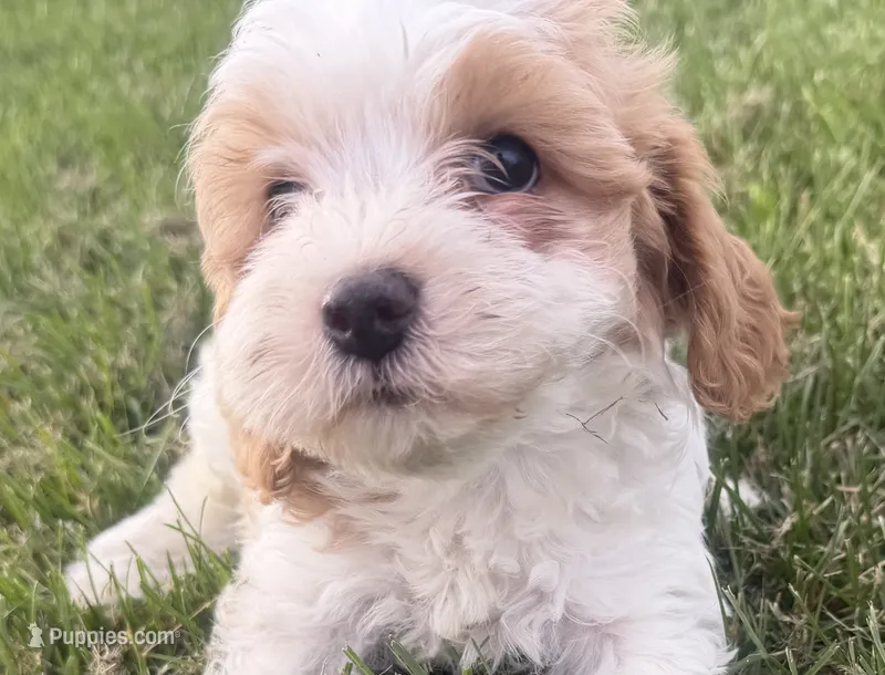Annie – Cavapoo puppy for sale in Athens, WI
